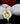 Sphinx Egyptian Pendant – Mythology Guardian Necklace | Gift Jewelry